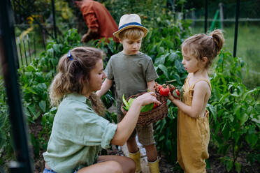 Eine Bauernfamilie erntet im Sommer Kartoffeln im Garten. - HPIF04863