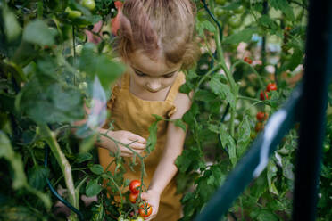 Ein kleines Mädchen erntet Tomaten in einem Gewächshaus - HPIF04864