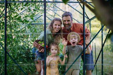 Eine Bauernfamilie erntet im Sommer Kartoffeln im Garten. - HPIF04865