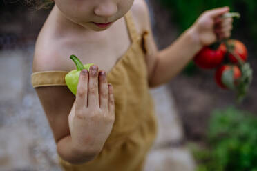 Ein kleines Mädchen erntet Tomaten in einem Gewächshaus, Nahaufnahme - HPIF04867