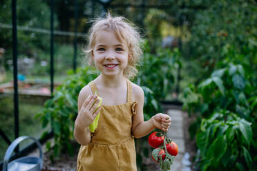 Ein kleines Mädchen erntet Tomaten in einem Gewächshaus - HPIF04868