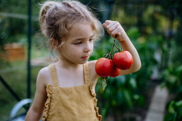 Ein kleines Mädchen erntet Tomaten in einem Gewächshaus - HPIF04869