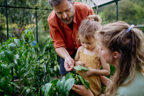 Eltern mit einer kleinen Tochter stehen in einem Gewächshaus und lernen etwas über Pflanzen. - HPIF04871