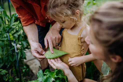 Die Eltern eines Landwirts zeigen ihrer kleinen Tochter ein von Blattläusen befallenes Blatt und bringen ihr die Pflege der Pflanzen bei. - HPIF04872