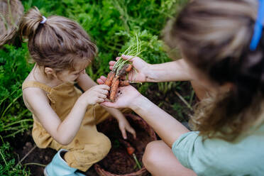 Draufsicht auf eine glückliche Mutter und ihre Tochter, die in ihrem Garten sitzend eine selbstgezogene Karotte, frisches Gemüse, ernten. - HPIF04877