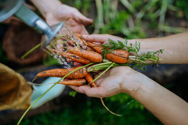 Draufsicht auf eine glückliche Mutter und ihre Tochter, die in ihrem Garten sitzend eine selbstgezogene Karotte, frisches Gemüse, ernten. - HPIF04879