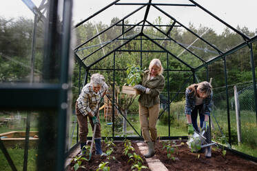 Ältere Freundinnen pflanzen Gemüse in einem Gewächshaus im Gemeinschaftsgarten. - HPIF05123