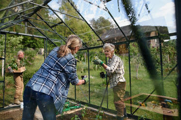 Ältere Freundinnen pflanzen Gemüse in einem Gewächshaus im Gemeinschaftsgarten. - HPIF05124