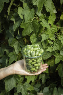 Die Hand einer Frau hält ein Glas mit frisch gepflückten Cucamelons (Melothria scabra) - EVGF04223