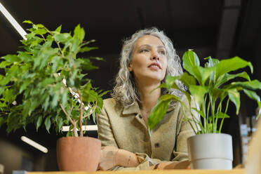 Gray-haired businesswoman with plants on table in office - SEAF01572