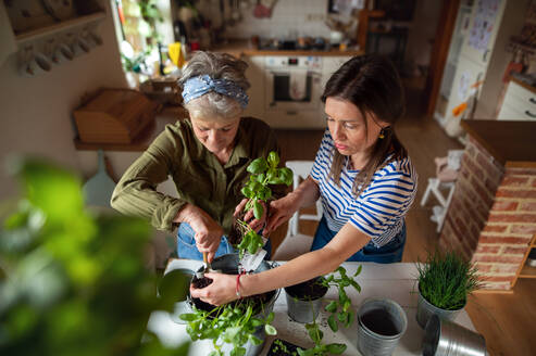 High angle view of a senior mother with adult daughter indoors at home, planting herbs. - HPIF05191