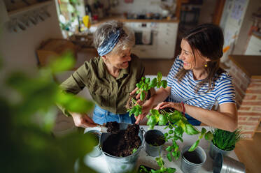 A high-angle view of happy senior mother with adult daughter indoors at home, planting herbs. - HPIF05192