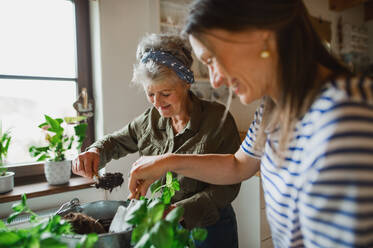 A happy senior mother with adult daughter indoors at home, planting herbs. - HPIF05193