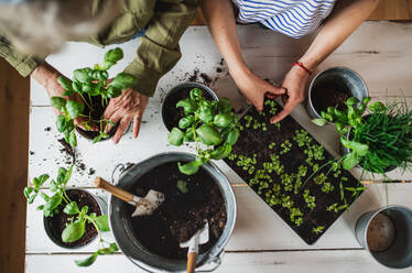 A top view midsection of unrecognizable senior mother with adult daughter indoors at home, planting herbs. - HPIF05196