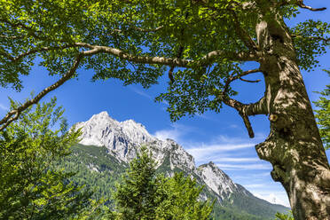 Deutschland, Bayern, Wettersteingebirge im Sommer mit Baum im Vordergrund - FOF13284