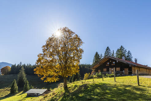 Germany, Bavaria, Sun shining over a single tree growing in front of secluded hut in Bavarian Alps - FOF13367