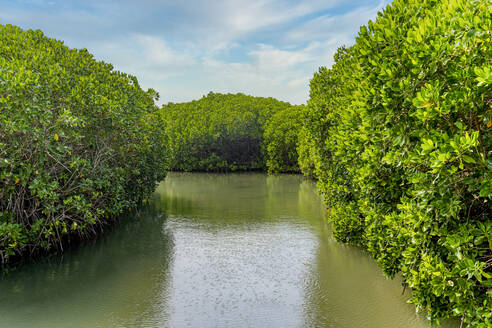 Saudi Arabia, Jazan Province, Green mangrove forest in summer - RUNF04851