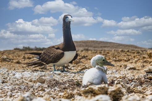 Brauner Tölpel (Sula leucogaster) mit Küken - RUNF04853