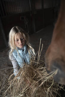 Mädchen füttert braunes Pferd im Stall mit Heu - NJAF00096