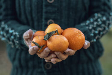 Die Hände einer Frau halten frische Orangen - SIPF02877