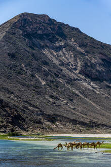 Oman, Dhofar, Salalah, Kamele, die aus dem Fluss Wadi Ashawq trinken - RUNF04912