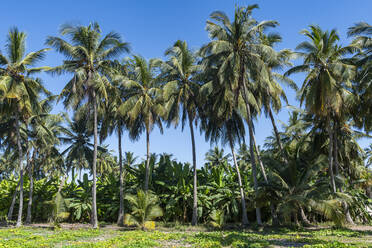 Oman, Dhofar, Salalah, Palmen in grüner Oase - RUNF04923