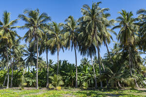 Oman, Dhofar, Salalah, Palm trees in green oasis - RUNF04923