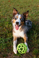 Rassehund von oben, der in die Kamera schaut, während er mit einem Plastikspielzeugball auf einer Sommerwiese liegt - ADSF42165