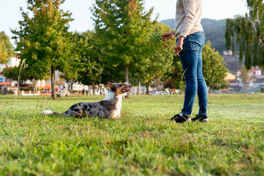 Seitenansicht eines anonymen Besitzers, der einen Hund beim Spiel mit einem Plastikball in einer Sommergraslandschaft beobachtet - ADSF42166