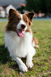 Adorable purebred dog with brown and white fur lying with tongue out on green lawn in park - ADSF42174