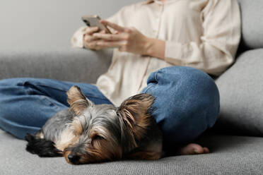 Crop weiblichen Besitzer in Freizeitkleidung mit Handy, während auf bequemen Sofa mit entzückenden Yorkshire Terrier Hund zu Hause sitzen - ADSF42262