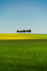 Malerische Landschaft der grünen Wiese mit Baum unter wolkenlosen hellblauen Himmel im Sommer - ADSF42303