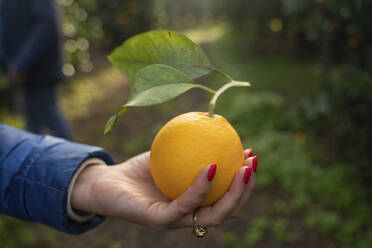 Hand of woman holding fresh ripe orange - NJAF00154