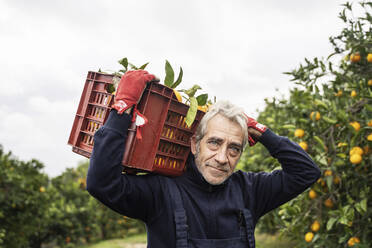 Smiling mature man carrying crate of oranges in farm - NJAF00160
