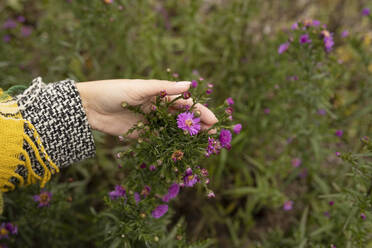 Crop anonyme weibliche in warmer Kleidung berühren blühenden rosa Blumen im Garten während der Tageszeit - ADSF42360