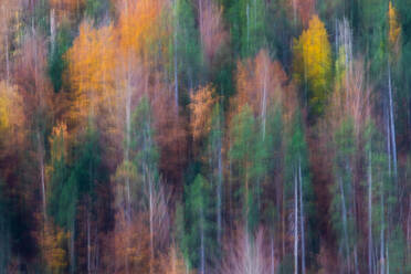 Abstract background of trees with golden leaves growing in woods in fall season in Ordesa national park in Spain - ADSF42361