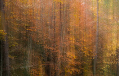 Abstrakter Hintergrund von Bäumen mit goldenen Blättern in Wäldern in der Herbstsaison im Ordesa-Nationalpark in Spanien - ADSF42362