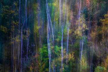 Abstract background of trees with golden leaves growing in woods in fall season in Ordesa national park in Spain - ADSF42364