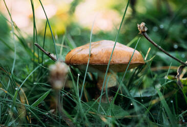 Nahaufnahme eines frischen Suillus granulatus-Pilzes, der inmitten von nassem Gras im Sommermorgen im Wald wächst - ADSF42384