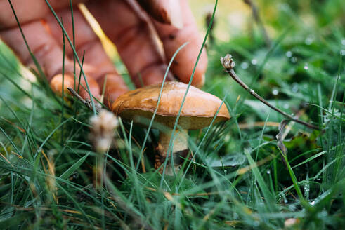 Closeup anonyme weibliche Sammeln von frischen granulierten Steinpilz aus grasbewachsenen Boden am Sommertag in der Natur - ADSF42385