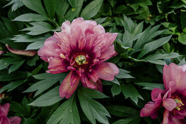 From above lush peony bush with fresh pink flowers and green leaves growing in garden - ADSF42466