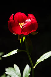 Frische Pfingstrose Blume mit lebendigen roten Blütenblättern mit Sonnenlicht vor schwarzem Hintergrund beleuchtet - ADSF42467