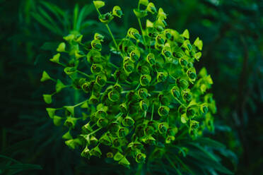 Closeup zarte grüne Blume von Euphorbia characias Pflanze wächst am Sommertag in der Natur - ADSF42468