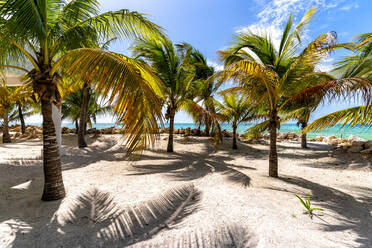Blick auf exotische Palmen an der Sandküste nahe dem Meer an einem sonnigen Tag in Mexiko - ADSF42473