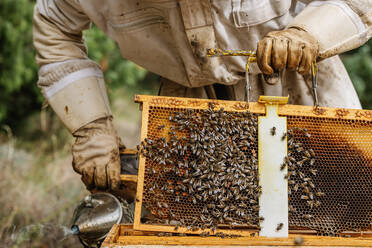 Anonymer Imker in weißer Schutzkleidung mit Honigschaufel, der Waben aus einem Bienenstock in einem Bienenhaus sammelt - ADSF42569