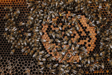 Draufsicht auf viele Bienen, die auf goldenen Waben krabbeln und Honig im Bienenstock machen - ADSF42570