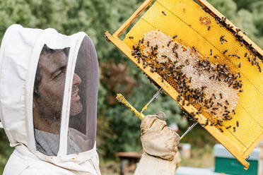 Seitenansicht eines hispanischen Mannes mittleren Alters in Schutzanzug und Maske, der einen Rahmen mit Honigwaben und Bienen bei Arbeiten an einem Bienenstand im Sommer inspiziert - ADSF42573