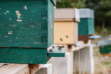 Kleine Bienen krabbeln an einem Sommertag in der Nähe der Löcher eines Bienenstocks - ADSF42574