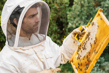 Seitenansicht eines hispanischen Mannes mittleren Alters in Schutzanzug und Maske, der einen Rahmen mit Honigwaben und Bienen bei Arbeiten an einem Bienenstand im Sommer inspiziert - ADSF42577