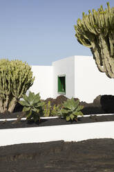 Tropische Sukkulenten auf schwarzem Sandboden in der Nähe des typischen minimalistischen weißen Hauses und vulkanischer Berge gegen den wolkenlosen blauen Himmel in Las Palmas - ADSF42623